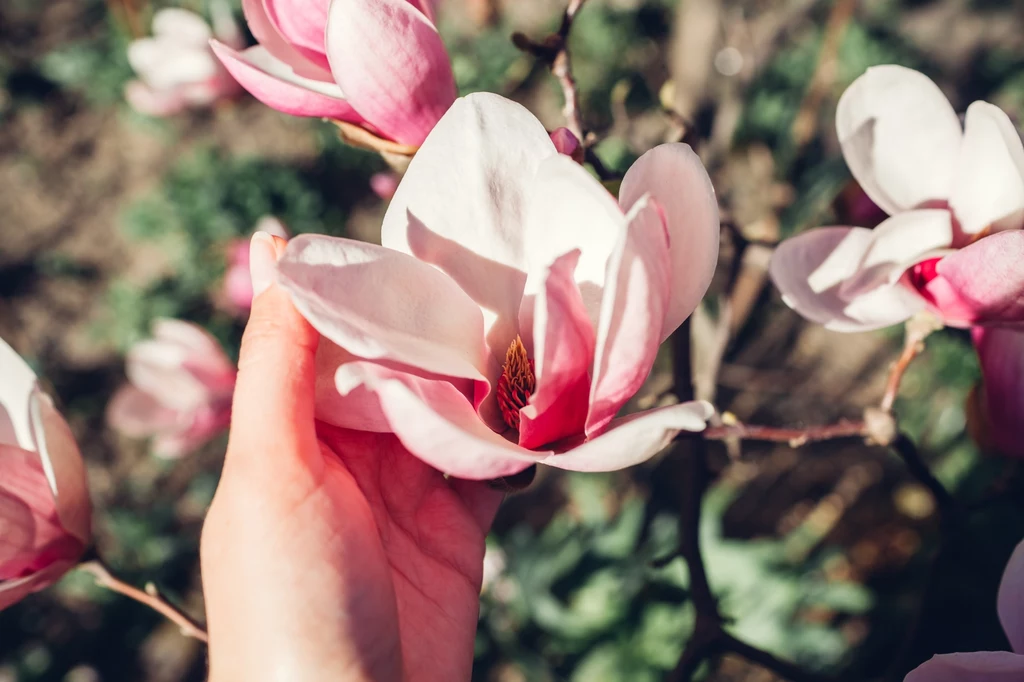 Wiosną magnolia może wyglądać zjawiskowo