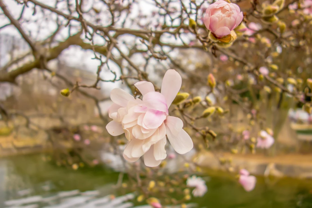 Zdarza się, ze problemy z kwitnieniem magnolii wynikają z ogrodniczych pomyłek