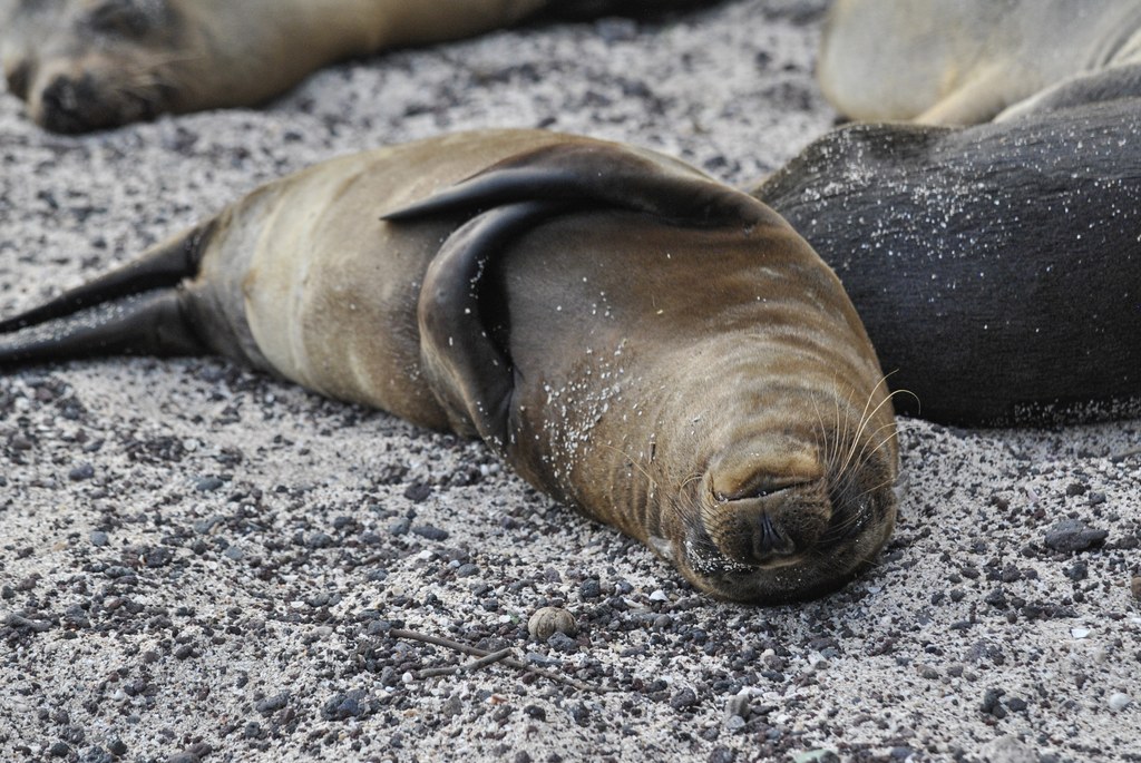 Uchatki na plaży na wyspach Galapagos