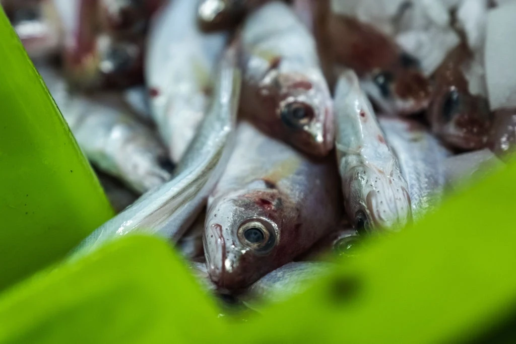 Dorsze to ryby zagrożone z powodu połowów. Te bałtyckie są mniejsze niż atlantyckie Dorsze to ryby zagrożone z powodu połowów. Te bałtyckie są mniejsze niż atlantyckie