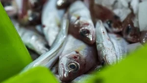 Dorsze to ryby zagrożone z powodu połowów. Te bałtyckie są mniejsze niż atlantyckie
