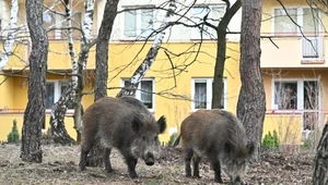 Kto odpowiada za szkody wyrządzone przez dzikie zwierzęta?