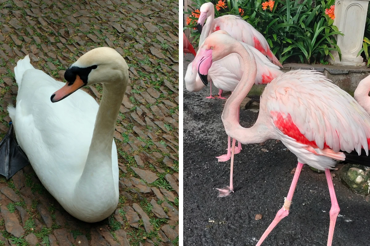 Łabędzie i flamingi w Monte Palace