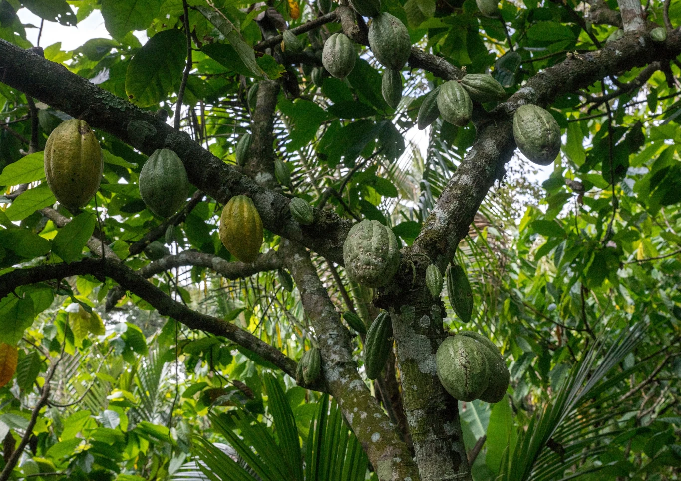 Plantacje kakaowca rosną w całej tropikalnej strefie świata. Tu na Bali w Indonezji Plantacje kakaowca rosną w całej tropikalnej strefie świata. Tu na Bali w Indonezji