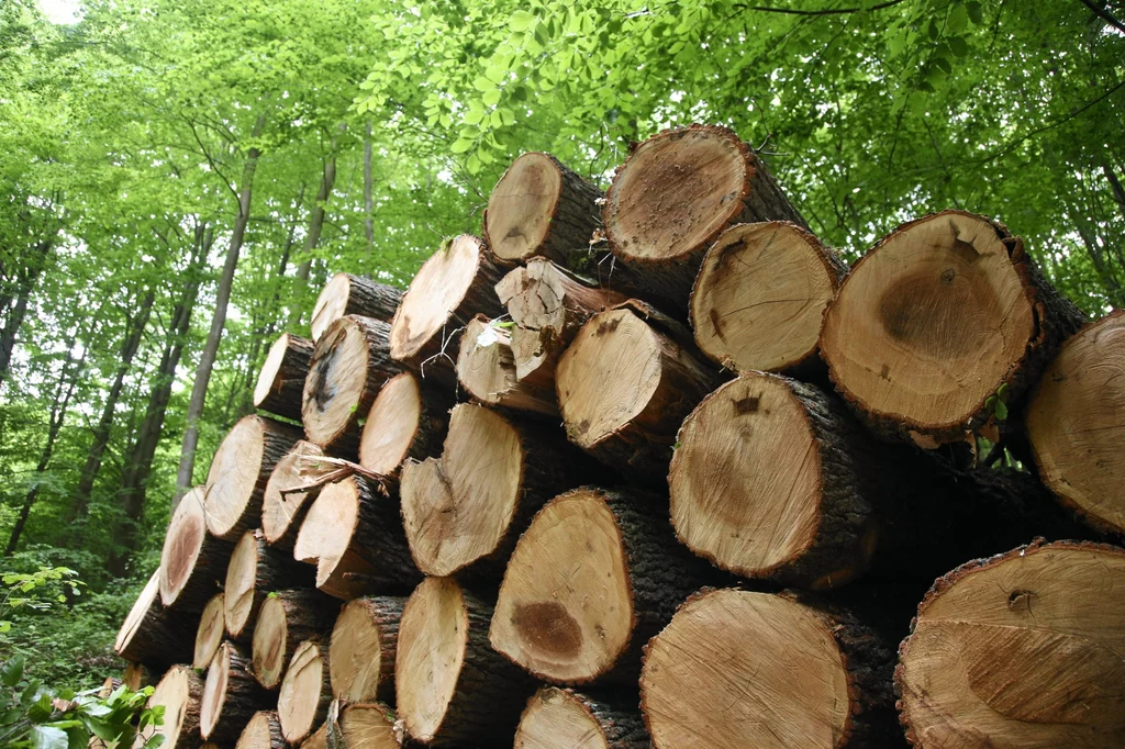 Mimo że Unia Europejska przygotowała przepisy przeciwko wycince lasów, polski rząd ich jeszcze nie wprowadził
