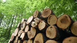 UE chce walczyć z wycinką lasów. Polska nadal nie przyjęła przepisów