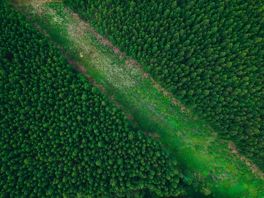 Unia Europejska chce walczyć z wylesianiem. Nowe rozporządzenie ma sprawić, że produkty wykorzystujące drewno będą podlegać dużo większej kontroli