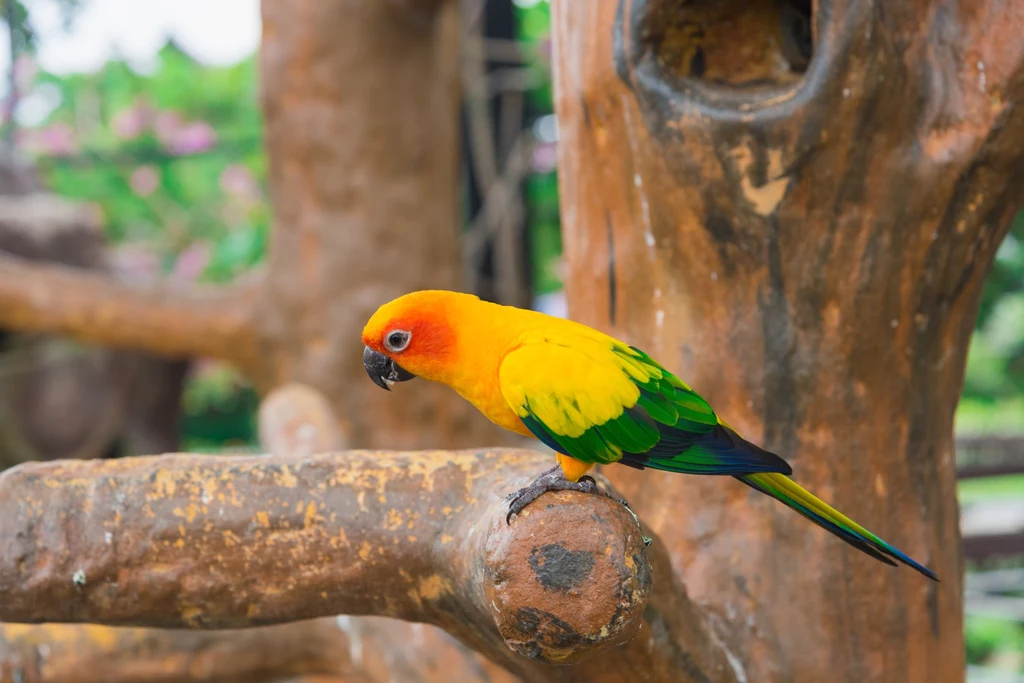 Zoo w Poznaniu można zwiedzać za darmo 