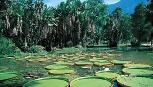 Wodna roślinność na terenie Amazonii w Brazylii