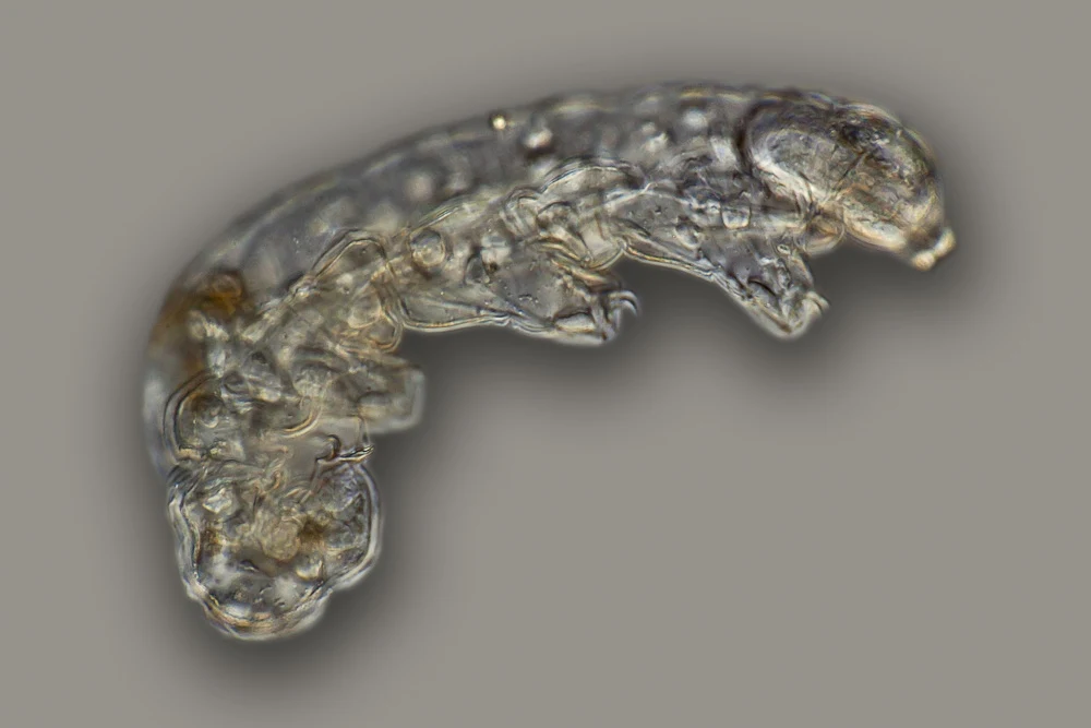 Niesporczak - najbardziej odporne zwierzę na świecie