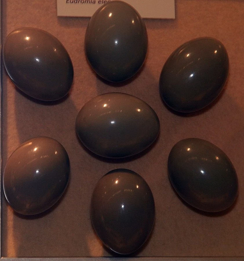 Tak niesamowite czekoladowe jaja składa kusacz pampasowy