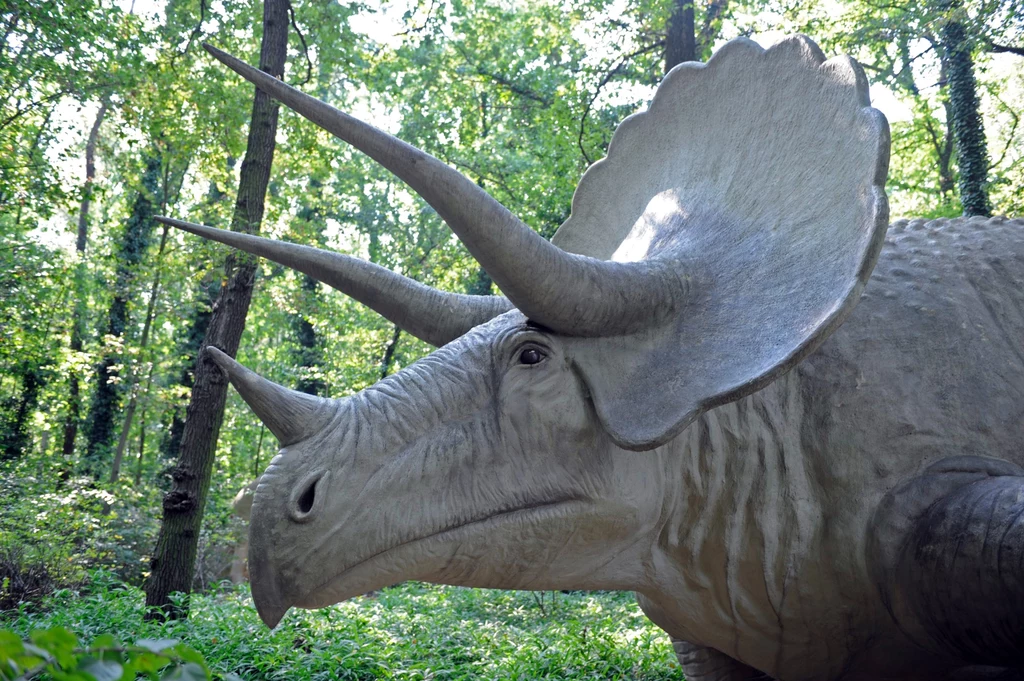 Triceratops to najbardziej znany dinozaur rogaty, a jednak mało o nim wiemy