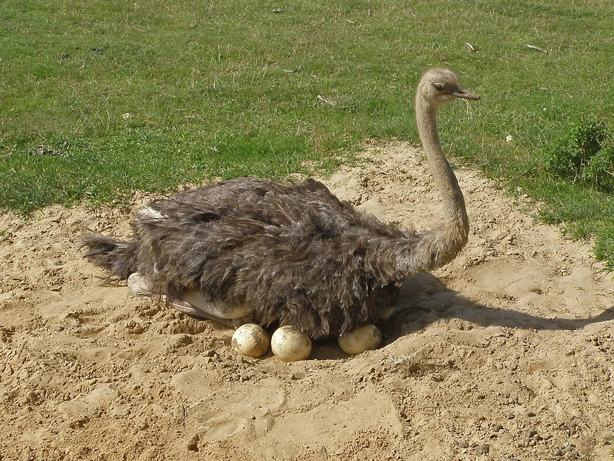 Struś na gnieździe
