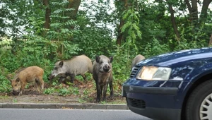 Koniec kolizji ze zwierzętami. Stworzyli rewolucyjne rozwiązanie