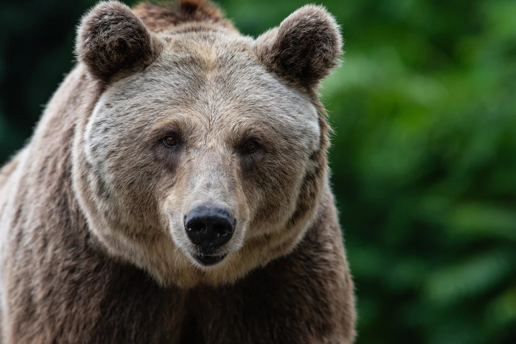 Niedźwiedź brunatny został postrzelony przez człowieka