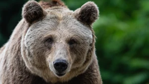 Niedźwiedź brunatny został postrzelony przez człowieka