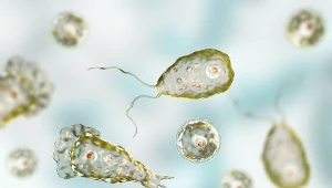 Groźna ameba atakuje mózg