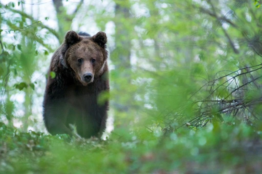 Niedźwiedź brunatny w słowackim lesie