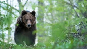 Niedźwiedź brunatny w słowackim lesie