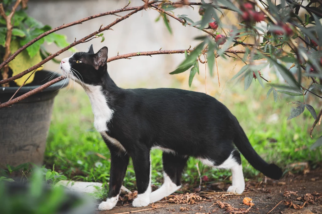 Jak skutecznie odstraszyć koty z ogrodu?