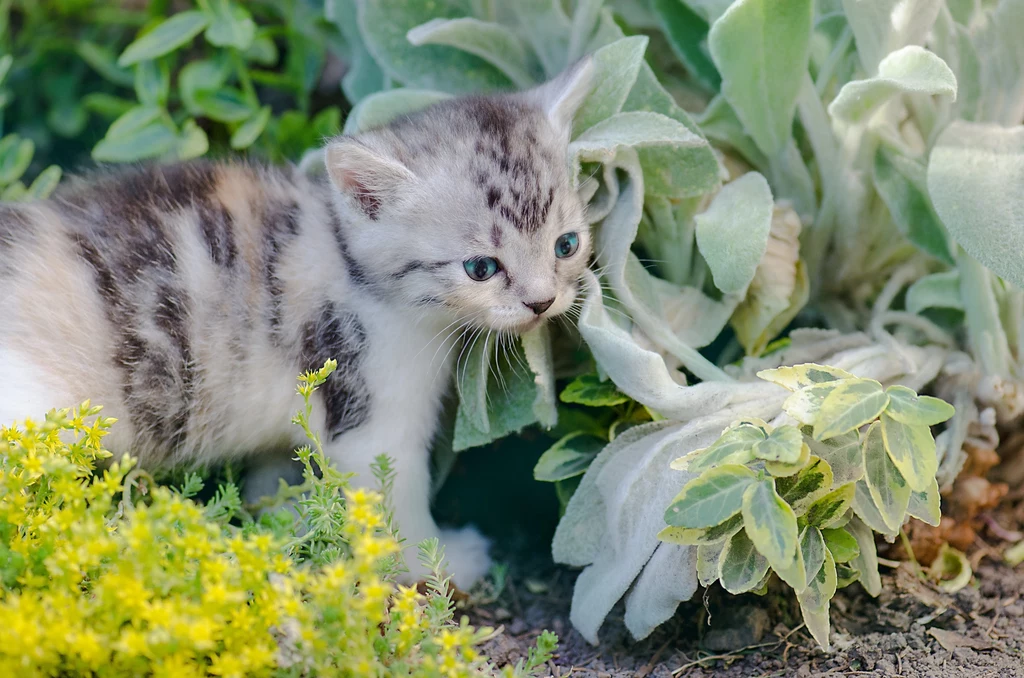 Koty często traktują ogród jako kuwetę