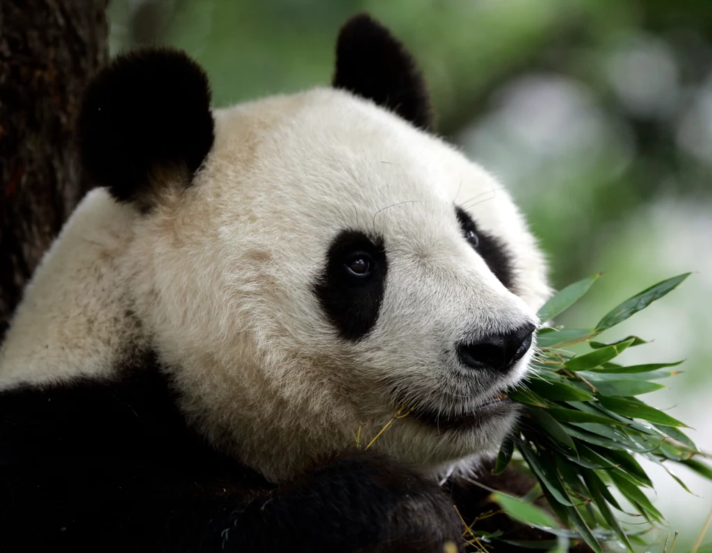 Tan Tan, 28-letnia panda wielka wypożyczona z Chin do zoo w Kobe w Japonii, nie żyje. Na zdjęciu Tan Tan w 2008 r.