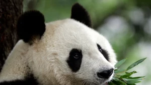 Nie żyje najstarsza panda w Japonii. Miała 28 lat