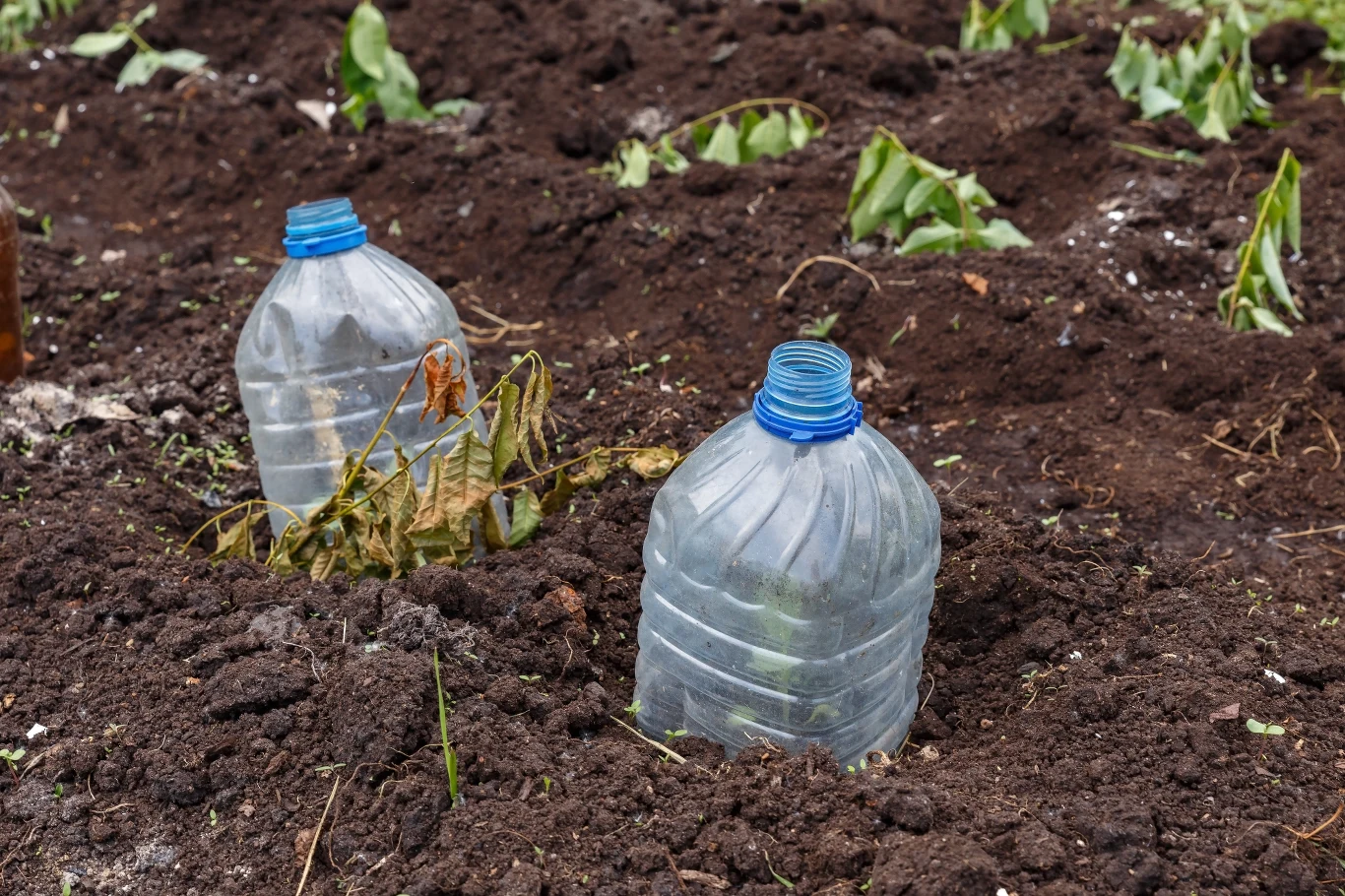 Kto by pomyślał, że podlewanie ogórków i innych warzyw w ogrodzie może być tak proste? Wystarczy wykorzystać stare, 10 litrowe baniaki z wodą