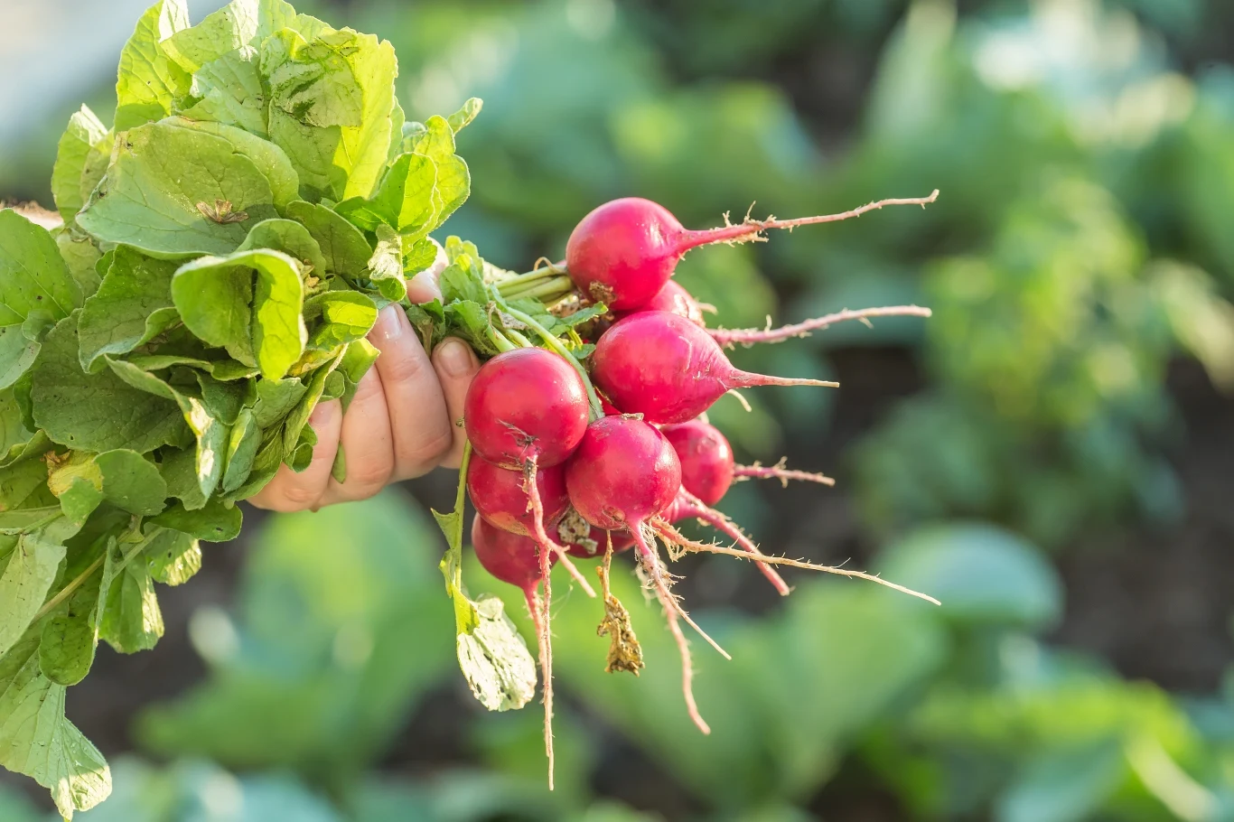 Rzodkiewkę najlepiej siać wczesną wiosną i jesienią. Rzodkiewkę najlepiej siać wczesną wiosną i jesienią.
