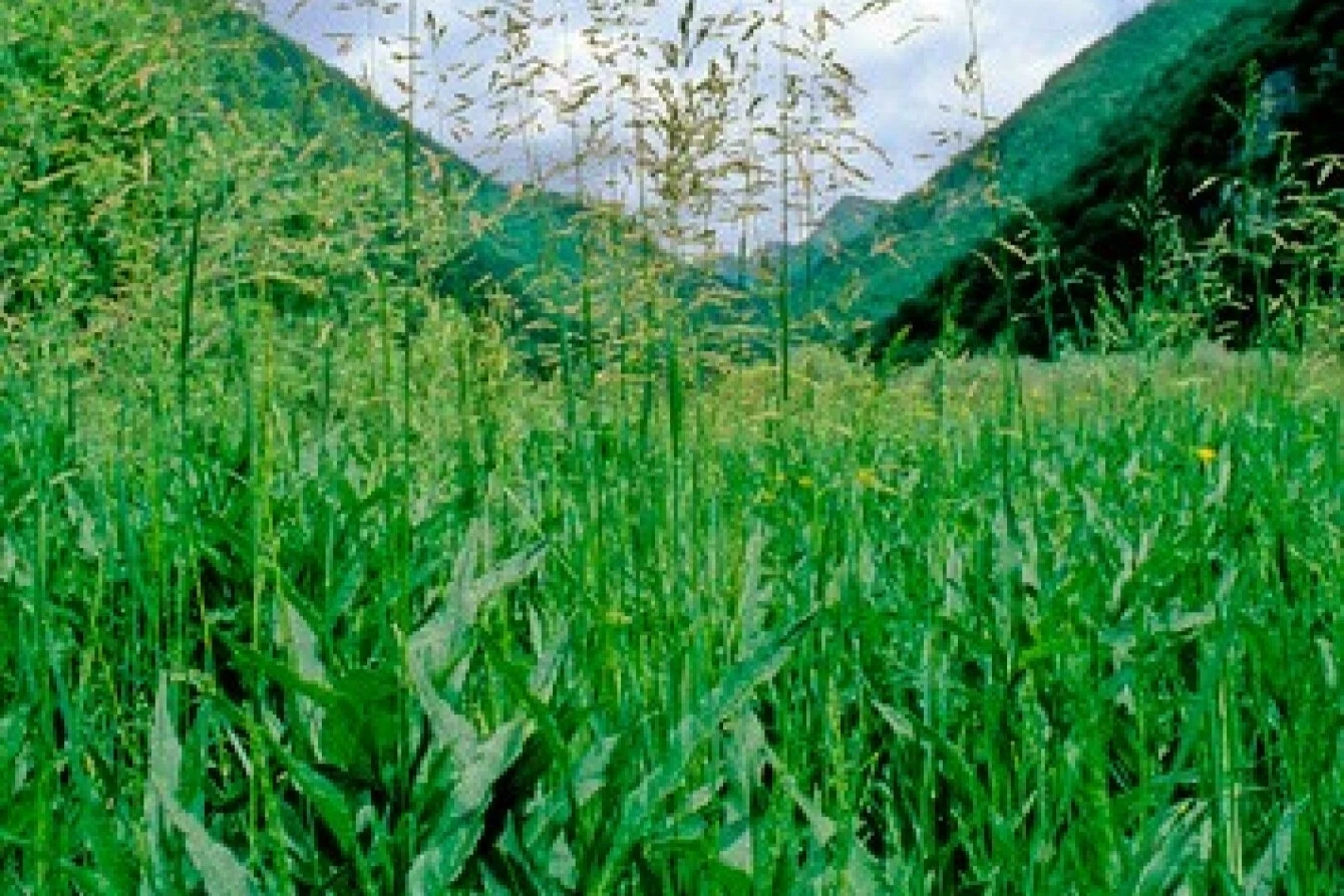 Wiechlina łąkowa zapewni ci naturalny wygląd trawnika Wiechlina łąkowa zapewni ci naturalny wygląd trawnika