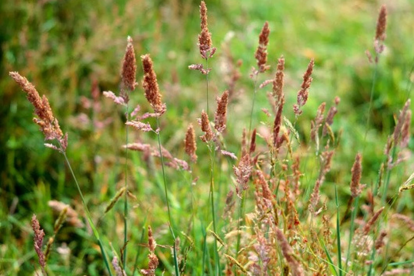Kosotrzewa czerwona zachwyca dekoracyjnym wyglądem Kosotrzewa czerwona zachwyca dekoracyjnym wyglądem