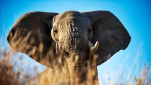Słoń afrykański w rezerwacie Mashatu w Botswanie
