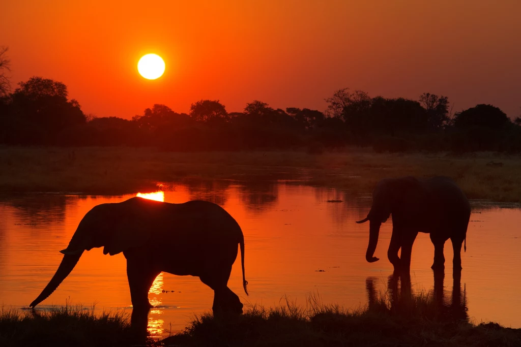 Wspaniały widok - słonie afrykańskie nad rzeką Khwai w Botswanie