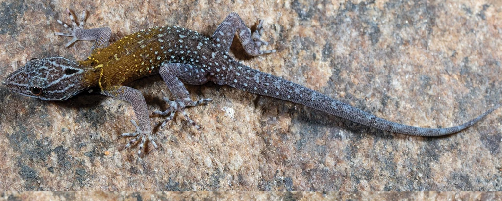 Cnemaspis vangoghi - nowy gatunek gekona z Indii