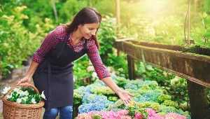 Posadź je obok hortensji. Ogrodu pozazdroszczą ci wszyscy sąsiedzi 