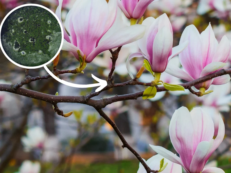 Podlewając magnolie nawozem z pokrzywy, gwarantujesz sobie bujne kwitnienie tych pięknych kwiatów Podlewając magnolie nawozem z pokrzywy, gwarantujesz sobie bujne kwitnienie tych pięknych kwiatów