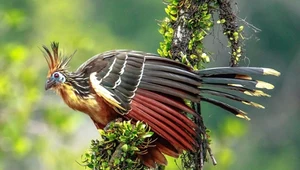 Hoacyn - jedna z największych zagadek wśród ptaków