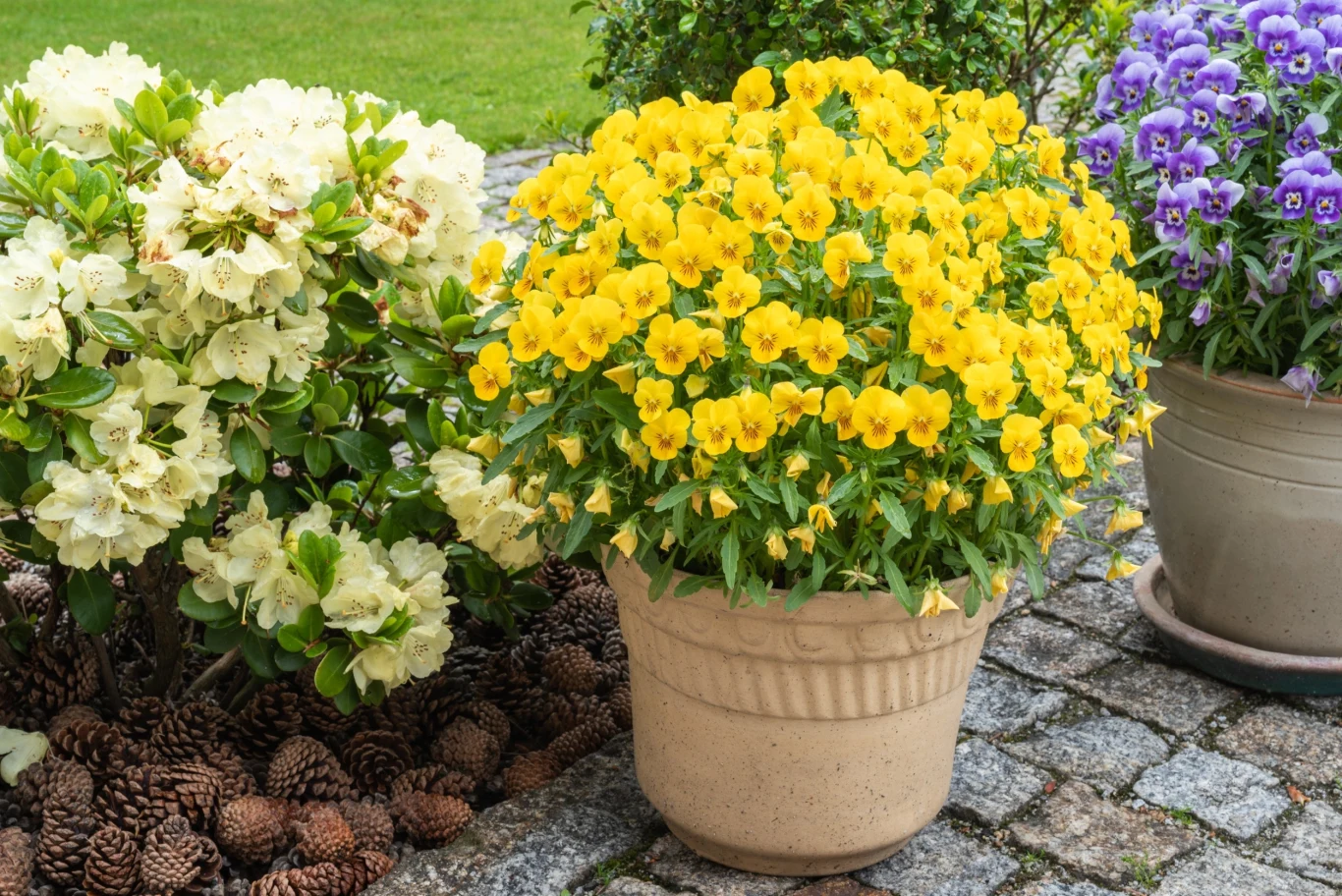 Czy warto trzymać bratki w mieszkaniu?