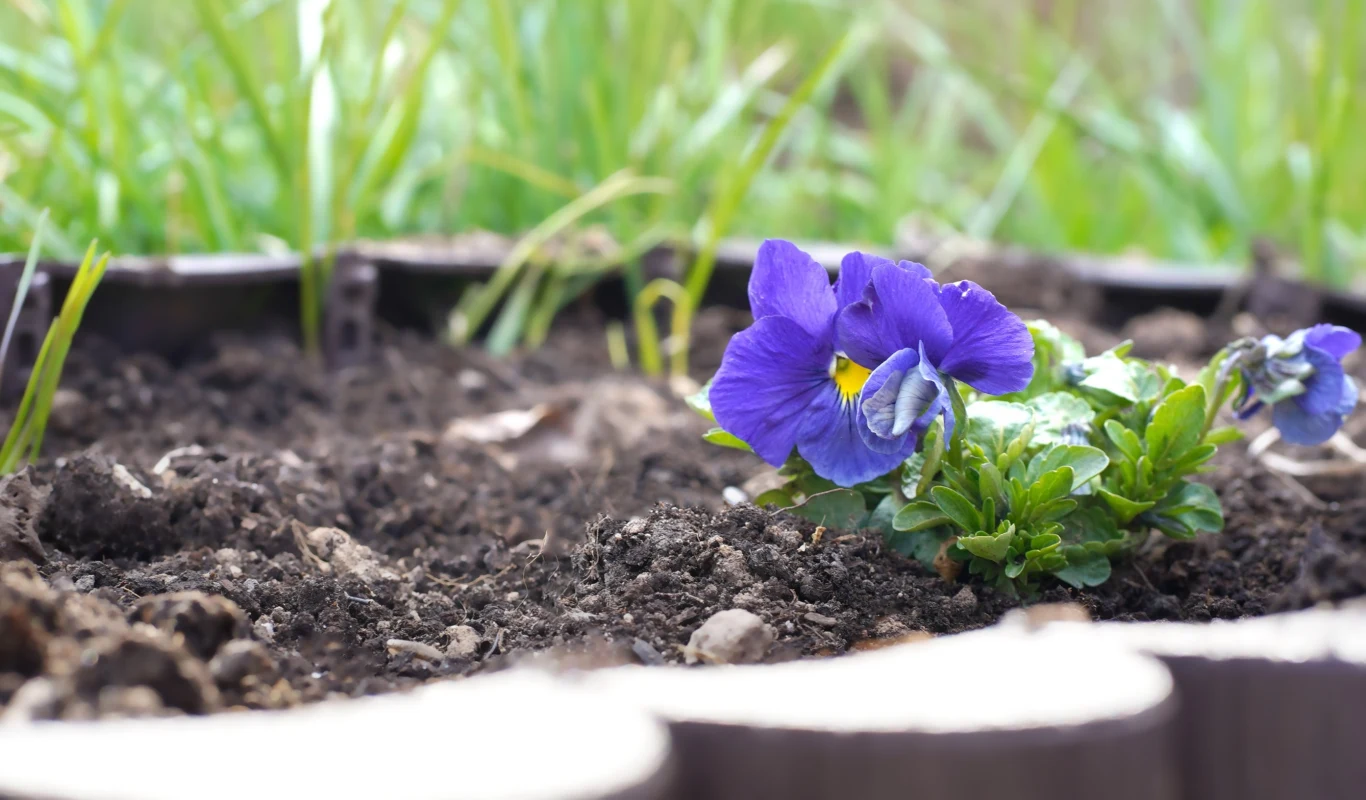 Jak postępować z bratkami, które już przekwitły?