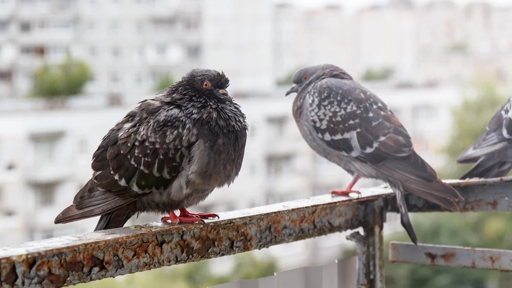Jak odstraszyć ptaki? Domowe sposoby, by pozbyć się nieproszonych gości z balkonu