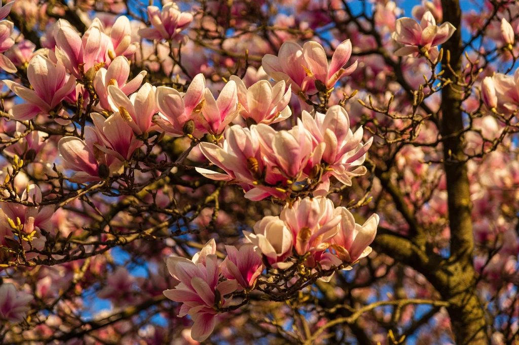 Magnolia pośrednia jest chętnie sadzona w polskich ogrodach. Roślina pochodzi z Azji