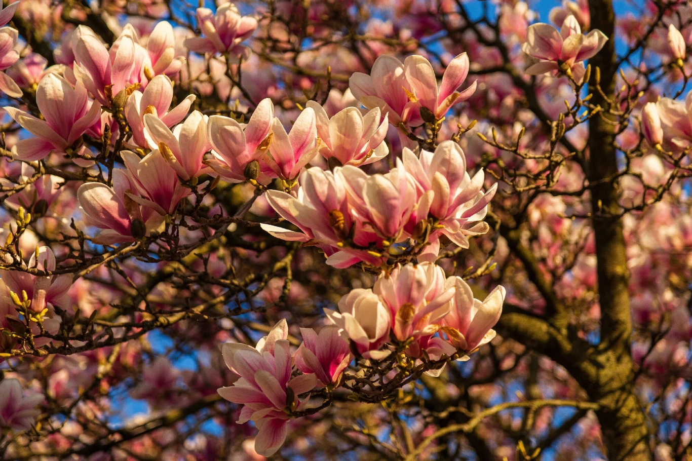 Magnolia pośrednia jest chętnie sadzona w polskich ogrodach. Roślina pochodzi z Azji Magnolia pośrednia jest chętnie sadzona w polskich ogrodach. Roślina pochodzi z Azji