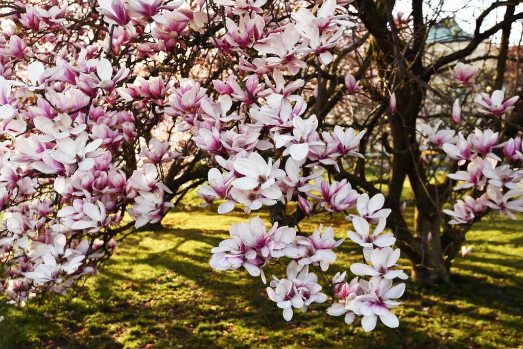 Wyjątkową cechą magnolii jest to, iż nie zawiera ona nektaru, a jedynie przypominającą go wydzielinę