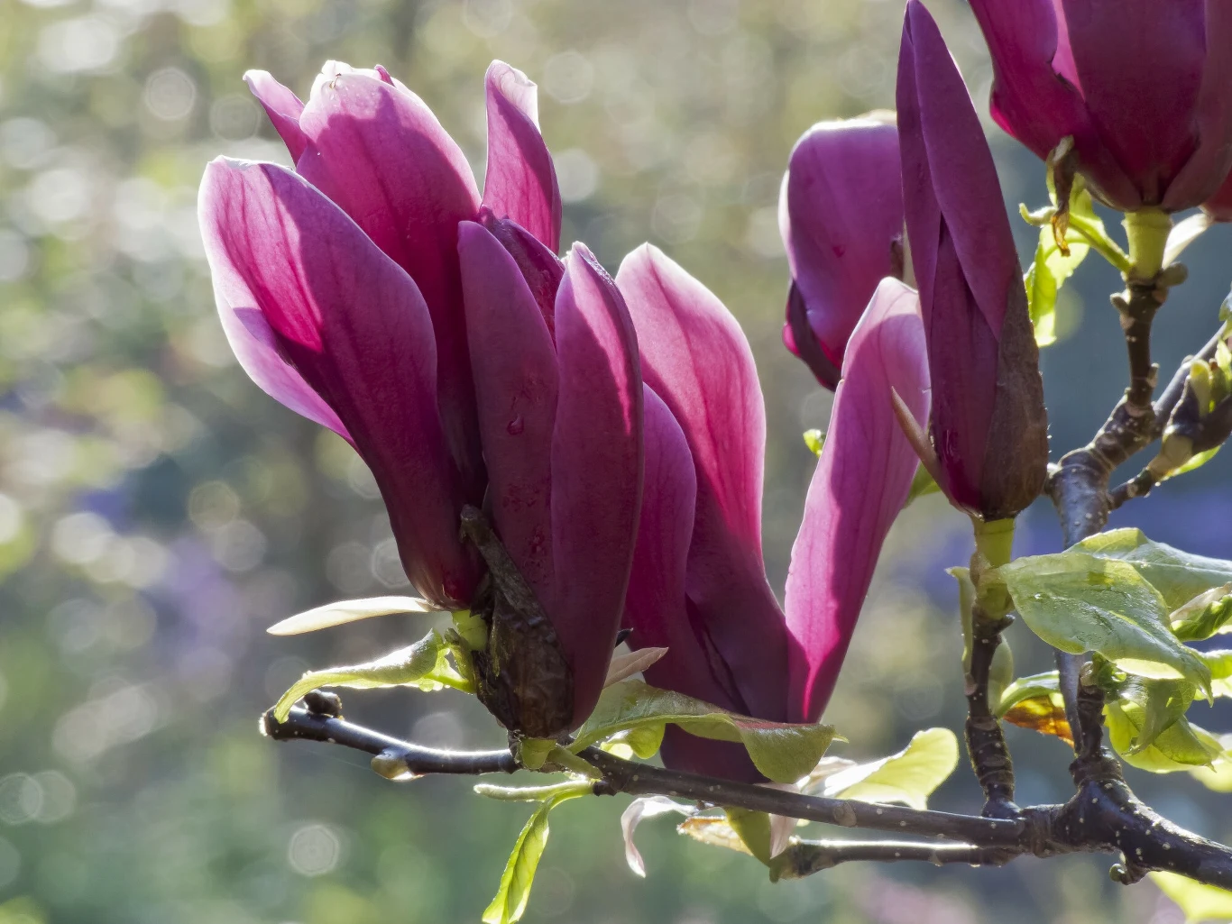 Magnolia nigra Magnolia nigra