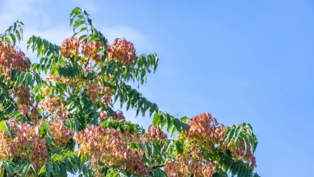 ​Tego drzewa nie sadź w ogrodzie. Możesz zapłacić wysoką karę