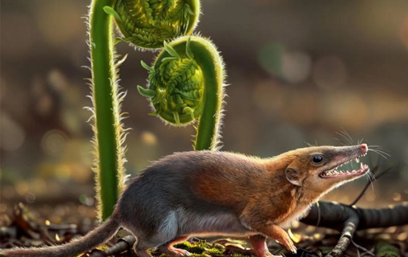 Dianoconodon - jeden z pierwszych ssaków jurajskich Dianoconodon - jeden z pierwszych ssaków jurajskich