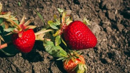Co zrobić, by uprawiane przez nas truskawki były słodkie i dorodne?