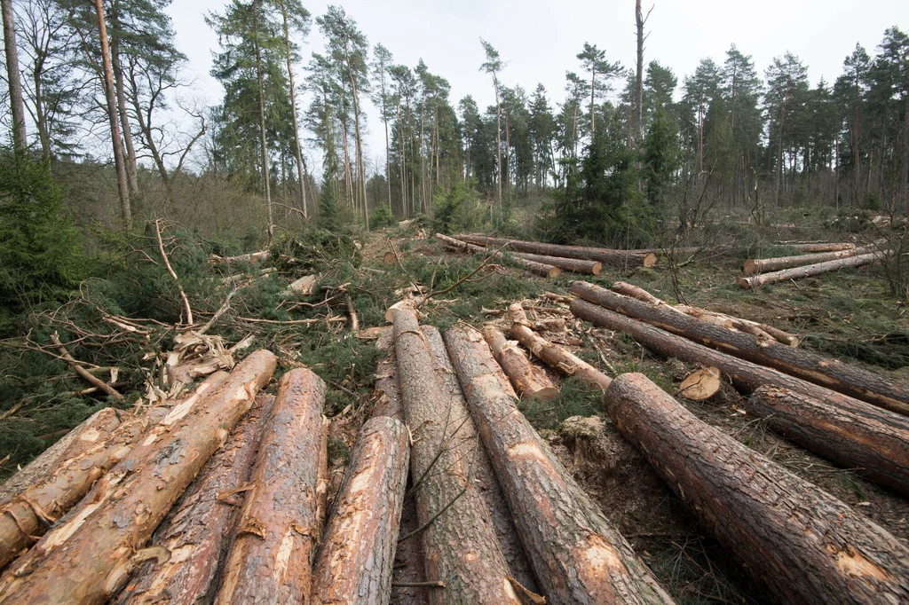 8 stycznia 2024 r. resort środowiska wprowadził znaczące ograniczenia gospodarki leśnej w dziesięciu cennych lasach w Polsce. Jednym z nich są lasy uzdrowiskowe w okolicy Iwonicza-Zdroju