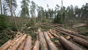 8 stycznia 2024 r. resort środowiska wprowadził znaczące ograniczenia gospodarki leśnej w dziesięciu cennych lasach w Polsce. Jednym z nich są lasy uzdrowiskowe w okolicy Iwonicza-Zdroju