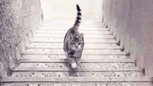 Kot idzie w górę czy w dół? Oto jest pytanie! Sprawdź znaczenie swojej odpowiedzi